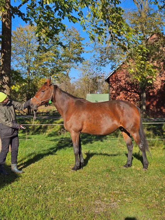 Renda l.b.